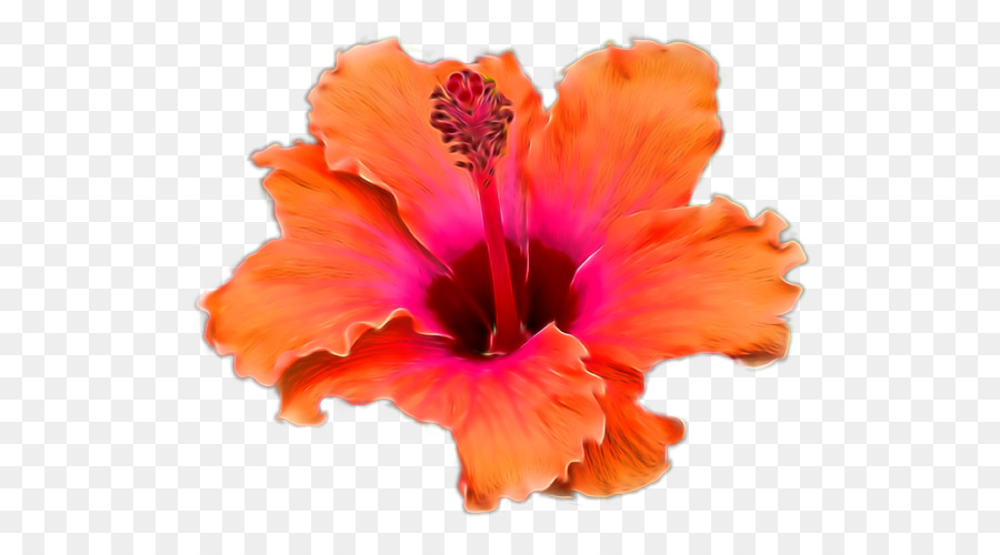 Hibiscus Teller - pamela