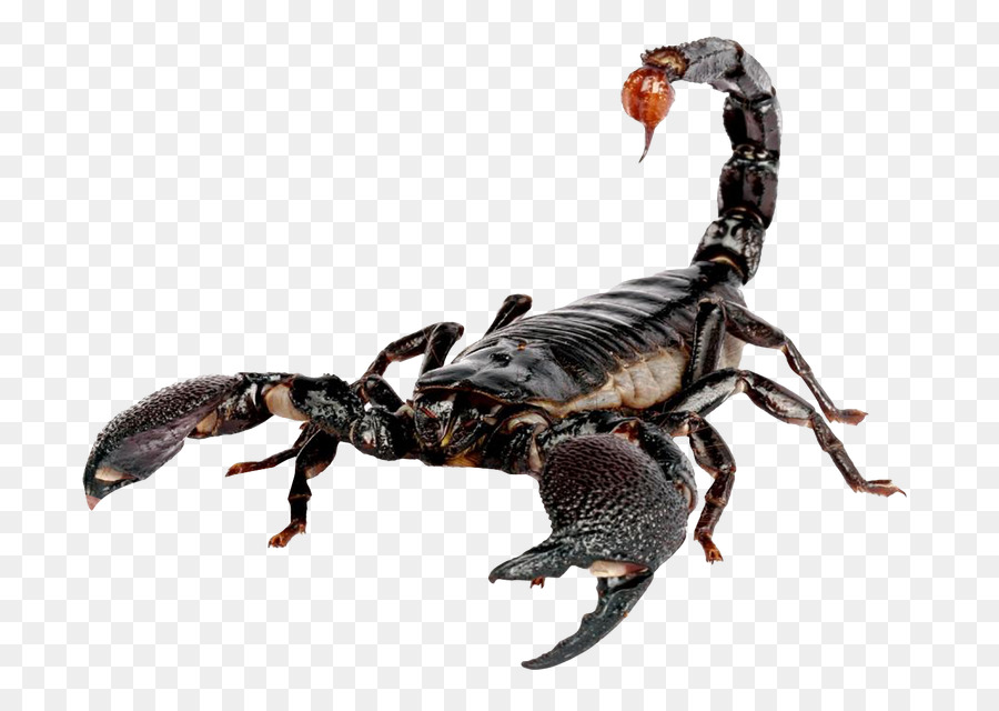 Imperatore scorpion Heterometrus - ramadan date