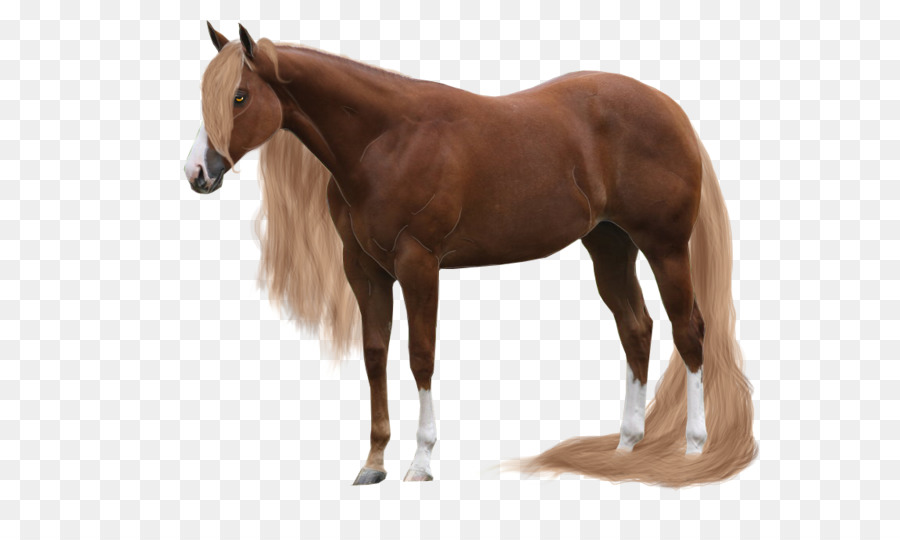 Mare andalusischen Pferde-Mustang Rein DeviantArt - Mustang