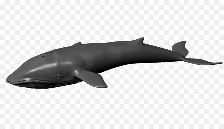 Tucuxi Rauhaariger Delfin Schweinswal Balaenidae - wal