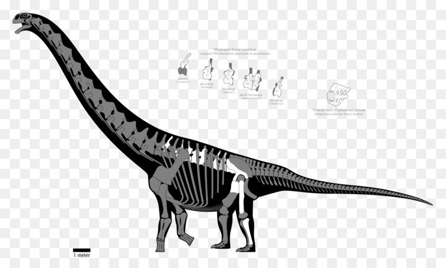 Argentinosaurus Puertasaurus Patagotitan Spinosaurus Amphicoelias - Dinosaurier