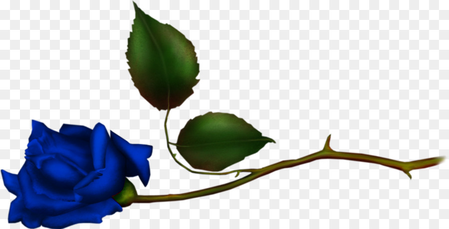 Rose da giardino Segnalibro floreale rosa blu - fiore
