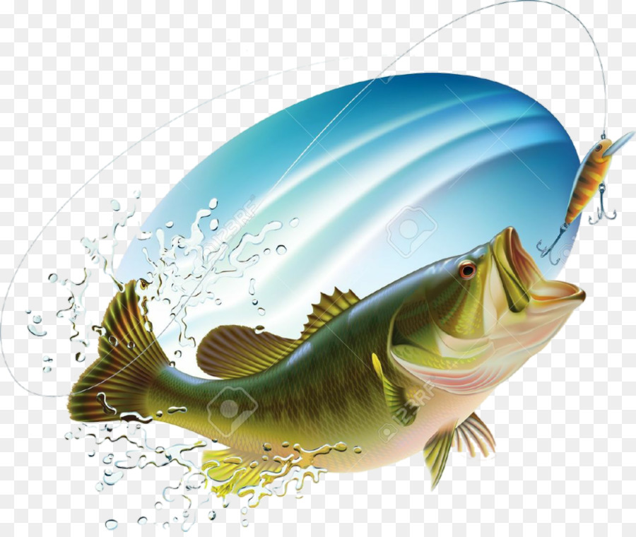 Largemouth bass Bass fishing Zeichnung - Angeln