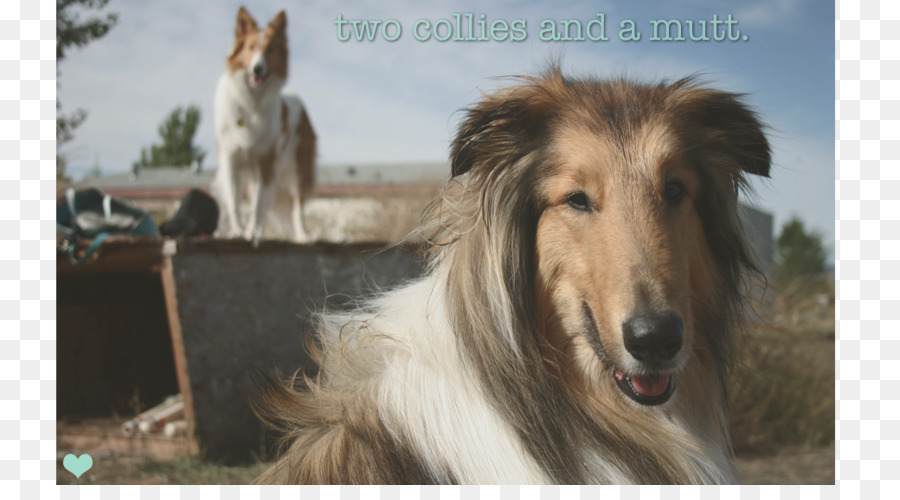 Rough Collie Barsoi Silken Windhound Italian Greyhound Afghan Hound - andere