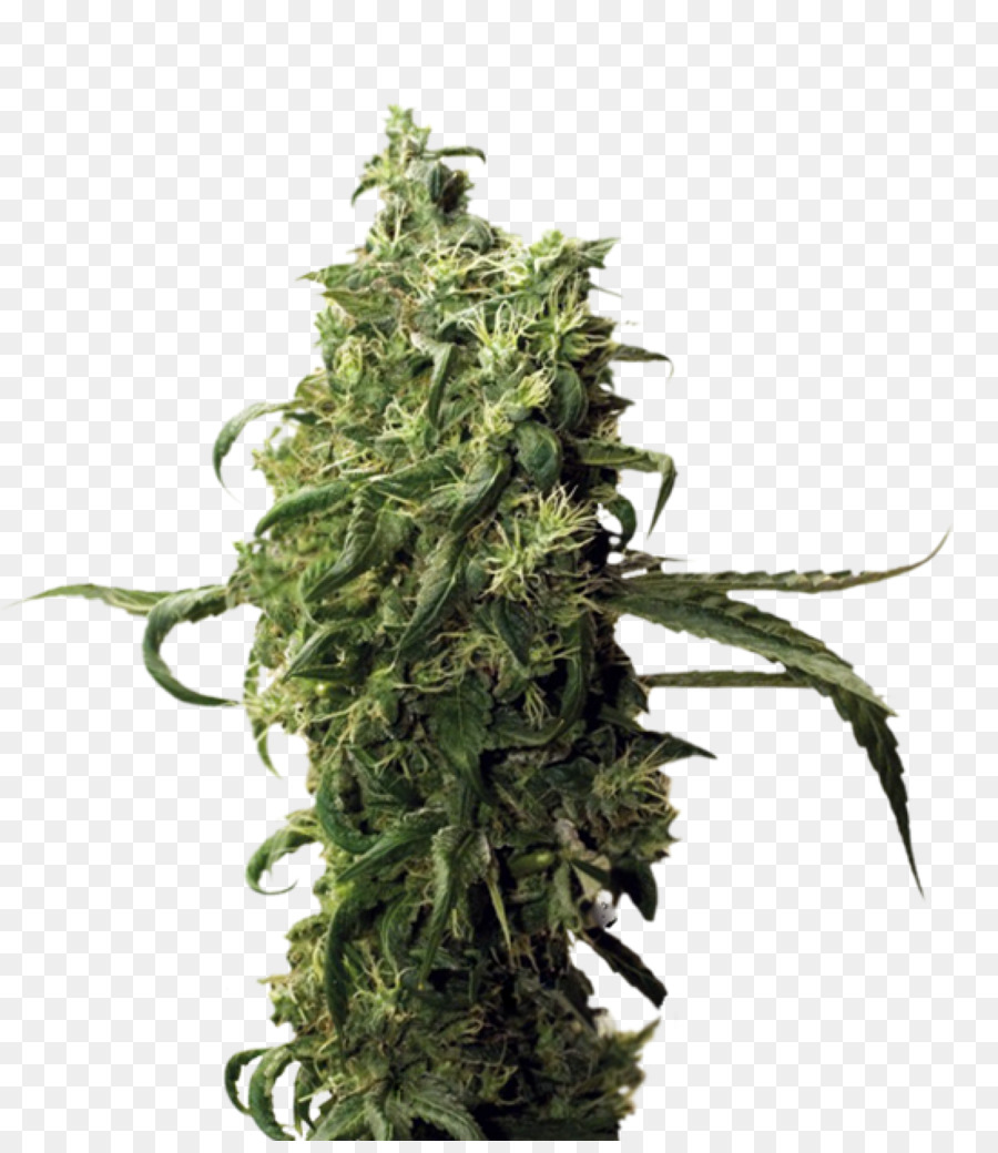 Sorte Cannabis Hanf Samen Nachnahme - Cannabis