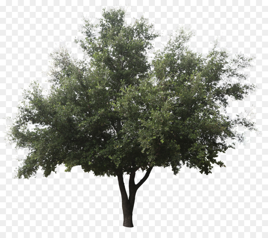 Green Ash Askur Baum Strauch Tanne - Schneiden