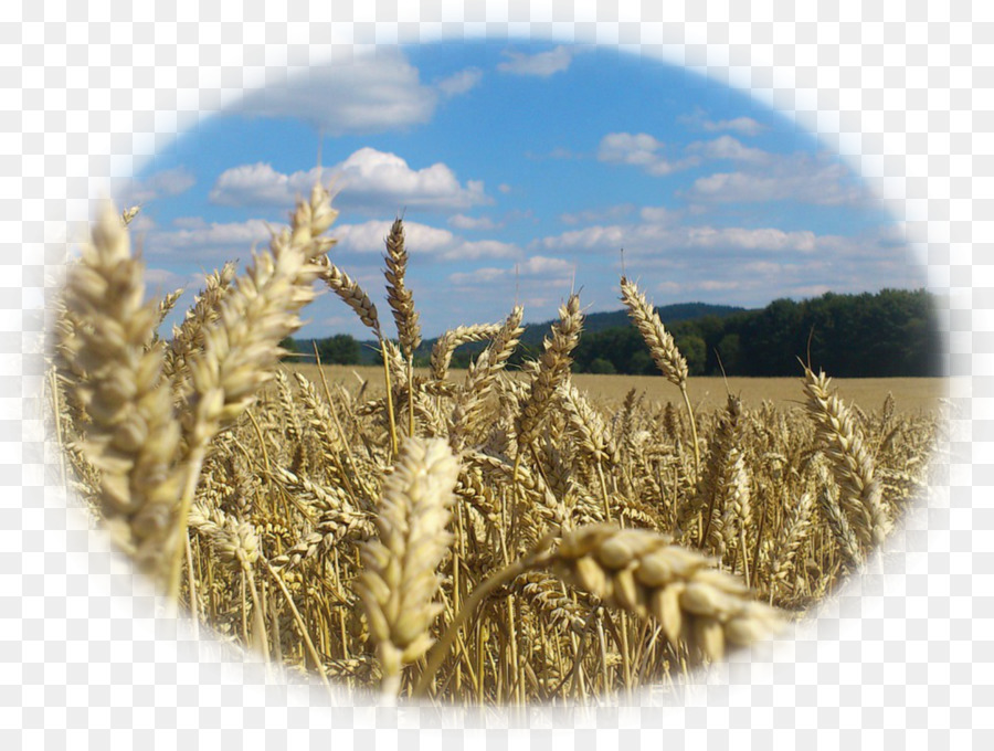 Weizen Polen Strueby-Agenturen Inc Landwirtschaft - Weizen