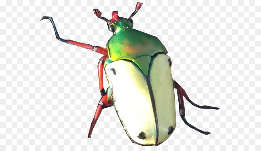 Käfer Eudicella euthalia Eudicella hereroensis Barons - Käfer