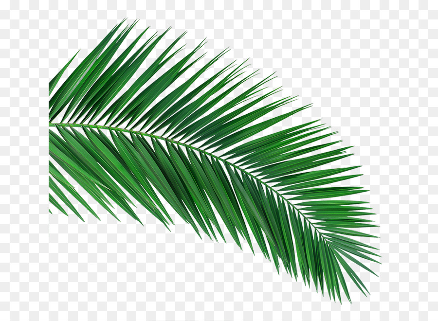 Cartoon Palm Tree png download - 700*659 - Free Transparent Arecaceae png  Download. - CleanPNG / KissPNG