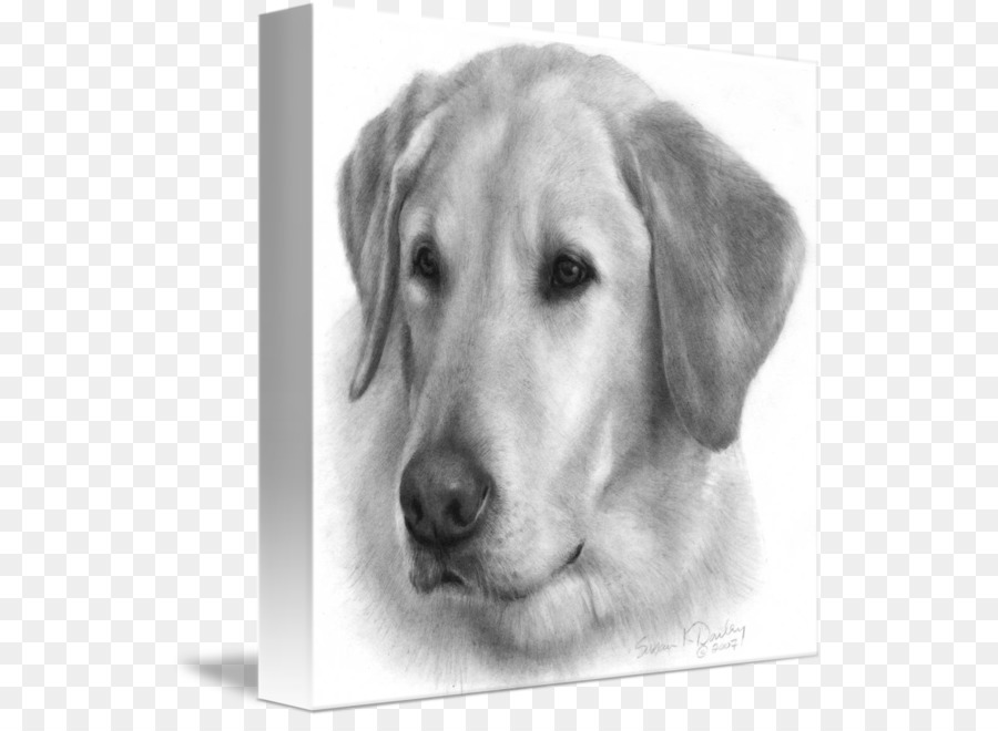 Labrador Chó Săn Vàng Con Chó Con Vẽ - màu vàng phòng thí nghiệm