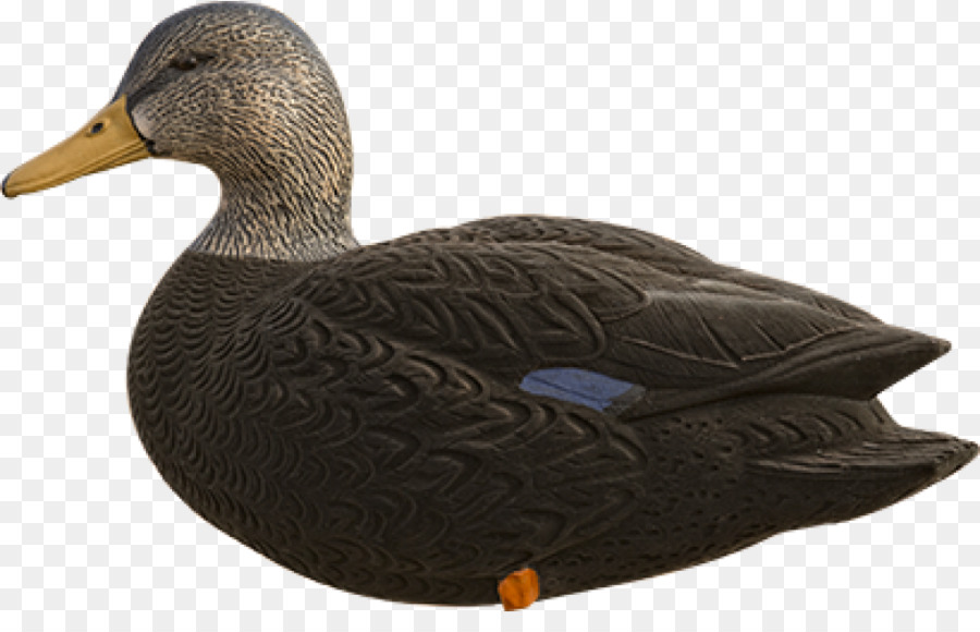 Stockente, Gans American black duck Cayuga-Ente - Gans
