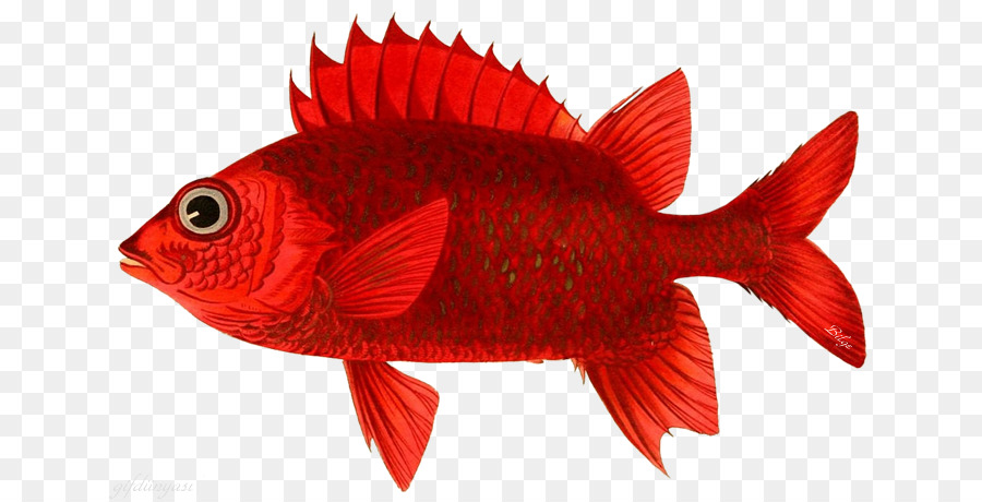 Nord snapper rosso pesce rosso pesce pagliaccio Arancione Marrone pesce pagliaccio Nemo - pesce