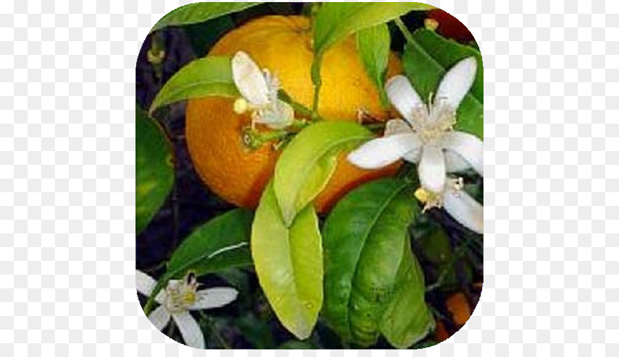 Arancio amaro Rangpur Calamondin Mandarino - arancione