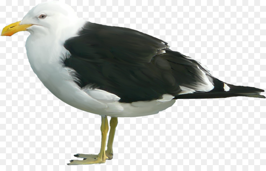 Große black-backed gull Clip-art - andere