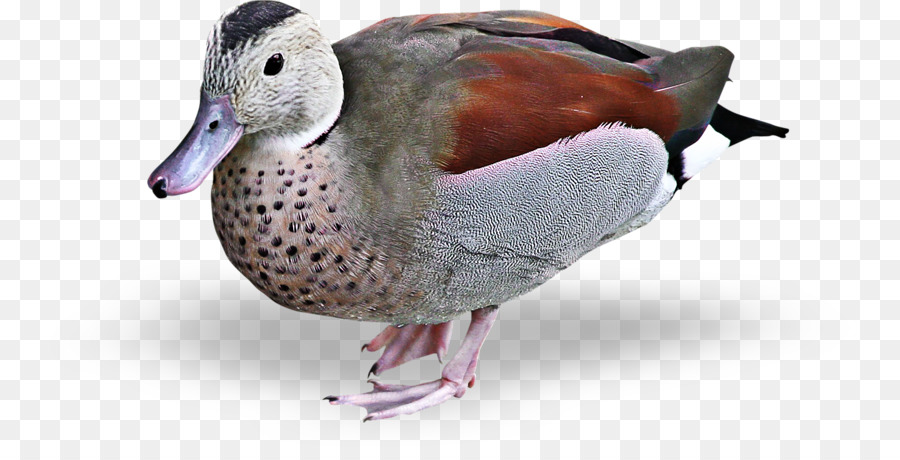 Mallard Duck Goose Bird Clip art - anatra