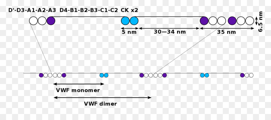 Von Willebrand fattore di Von Willebrand disease Emostasi Fattori di coagulazione Fattore VIII - altri