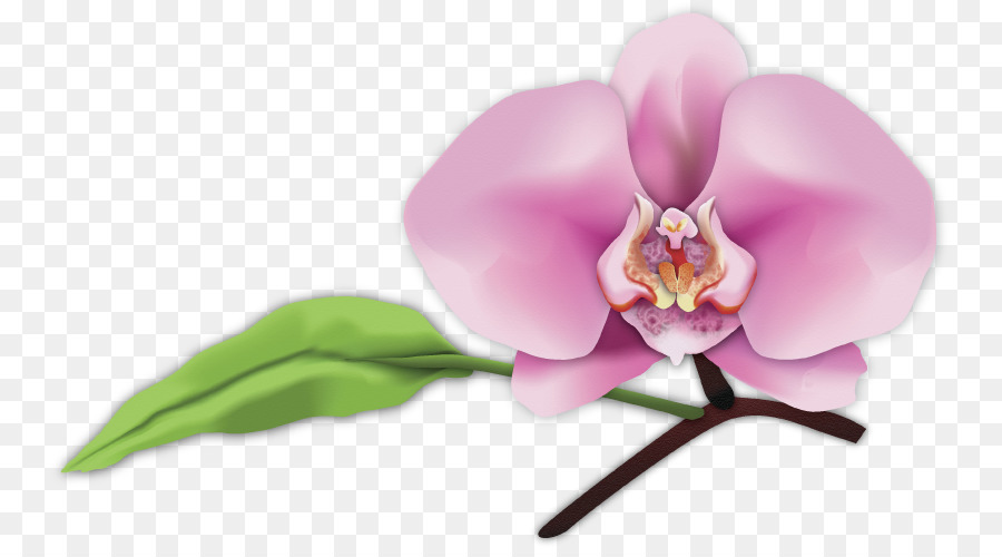 Arte digitale Falena orchidee di Fotografia a San Luis Obispo - le foglie di orchidea