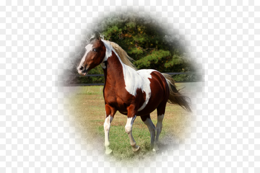Mane Mustang Stallone Pony Mare - mustang