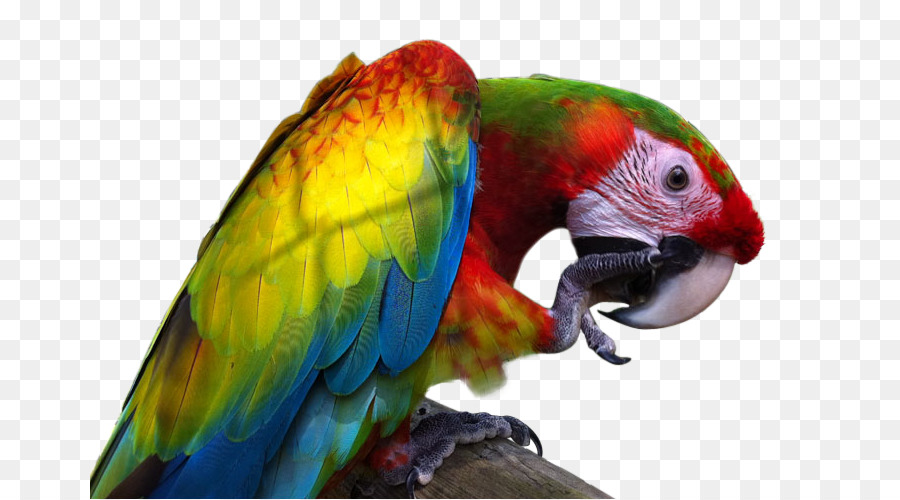 Great green macaw 