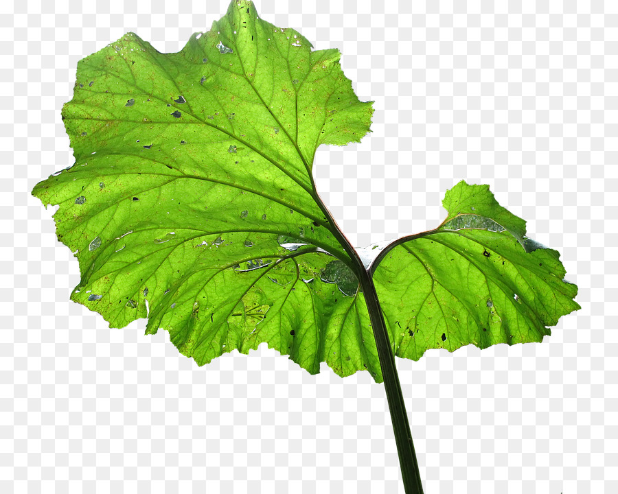 Frühling Grüns pflanzenpathologie Leaf Herb - Blatt