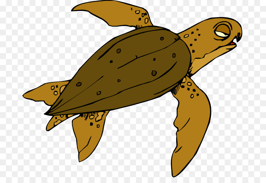 Rùa biển Rùa Ao rùa Côn trùng - rùa