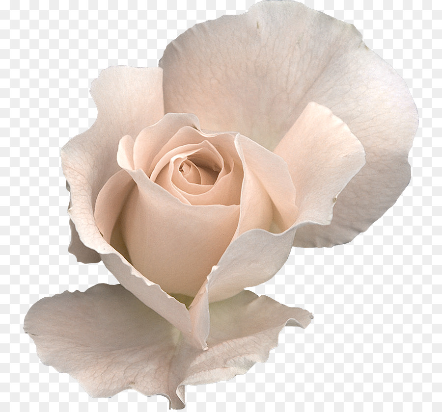 Rose Blume clipart - Rose
