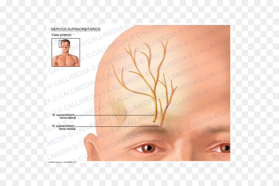 Augenbrauen Supraorbital Nerv Supraorbital Arterie, Anatomie - Auge