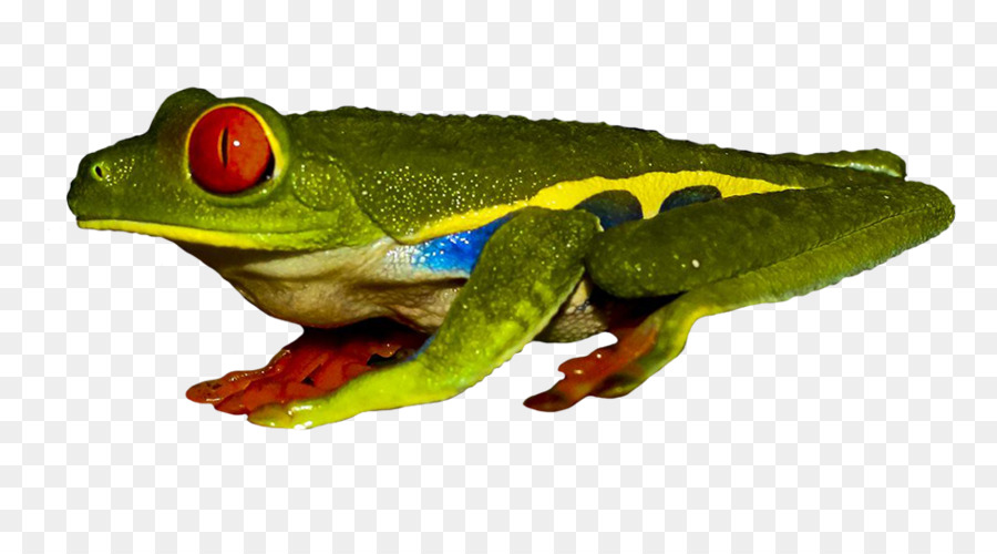 True frog Red-eyed tree frog Gift dart Frosch - Frosch