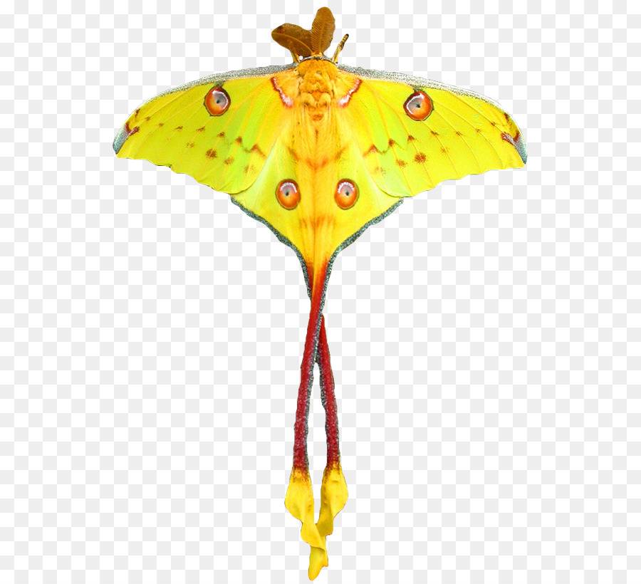 Monarch butterfly-Comet Nachtfalter Luna Moth - falter