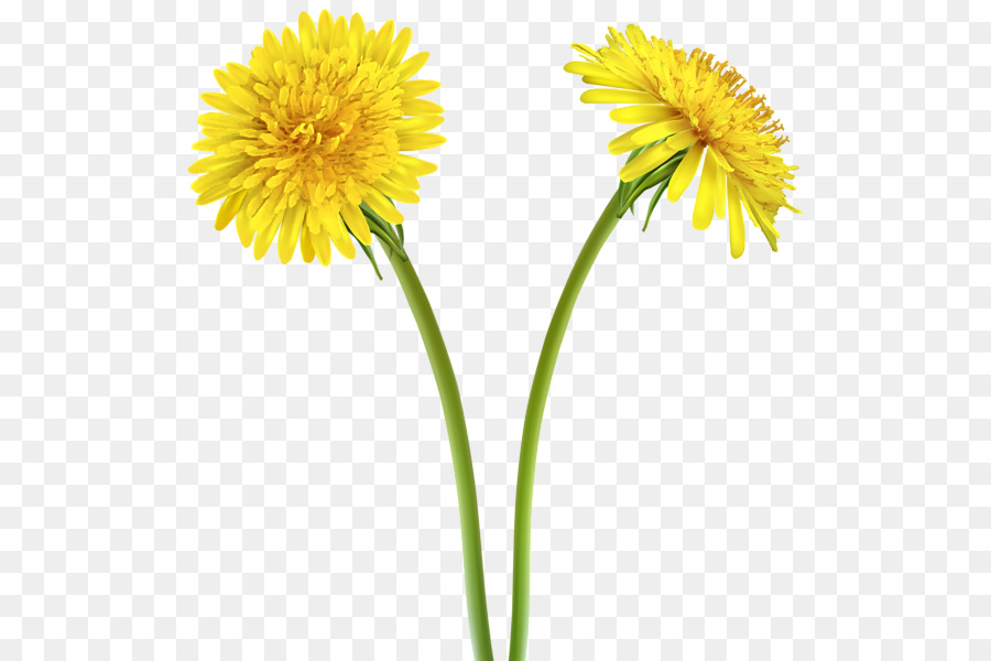 yellow dandelion drawing