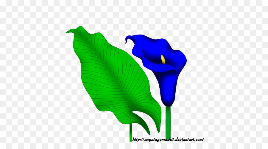 Blütenblatt Blatt Font - Calla Lily