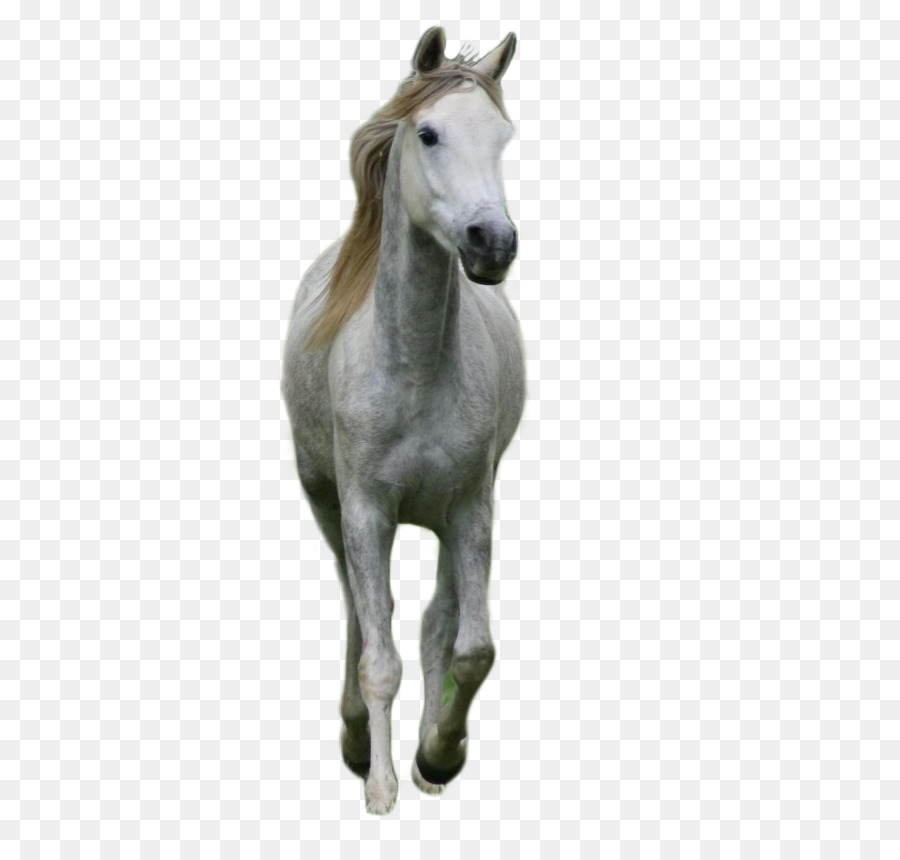 Puledro Stallone Mustang Puledro Di Pony - Cavalli