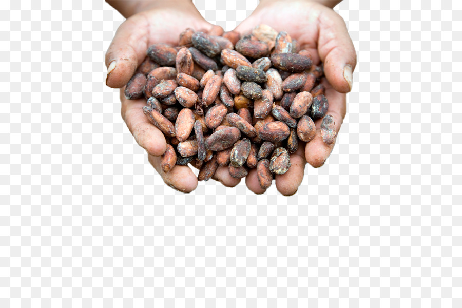 Thanh sô cô la Theobroma cacao hạt Ca cao Nguyên sô cô la - ca cao bean