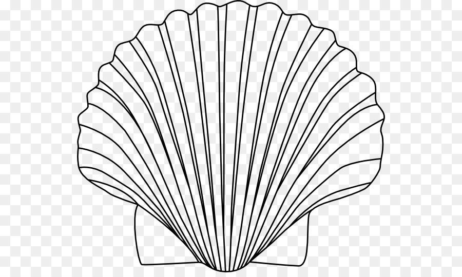 Muschel Zeichnung Clip art - Seashell
