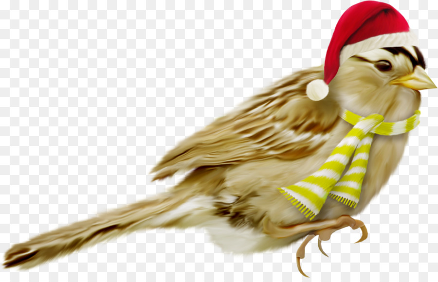 Uccello Di Natale Becco - uccello
