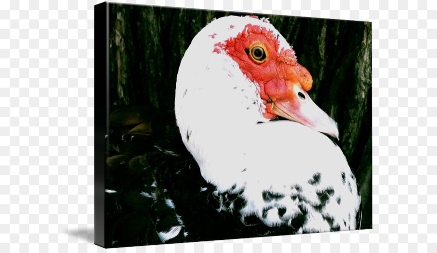 Hahn Wasser-Vogel Schnabel Huhn als Lebensmittel - das häßliche Entlein