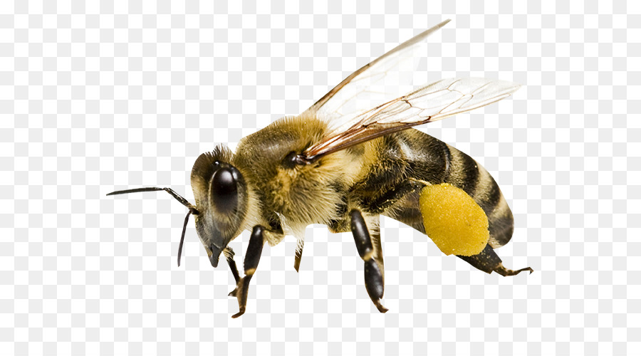 Miele di ape Maya a nido d'ape - Le api da miele