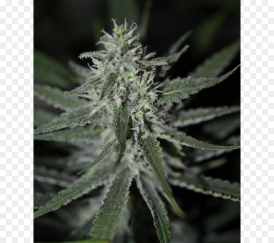 Autoflowering cannabis Kush Cannabis Cup Samen - Cannabis