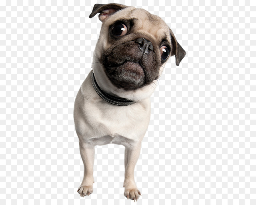 Carlino Toy Bulldog Cucciolo di Cane di razza cane da compagnia - carlini