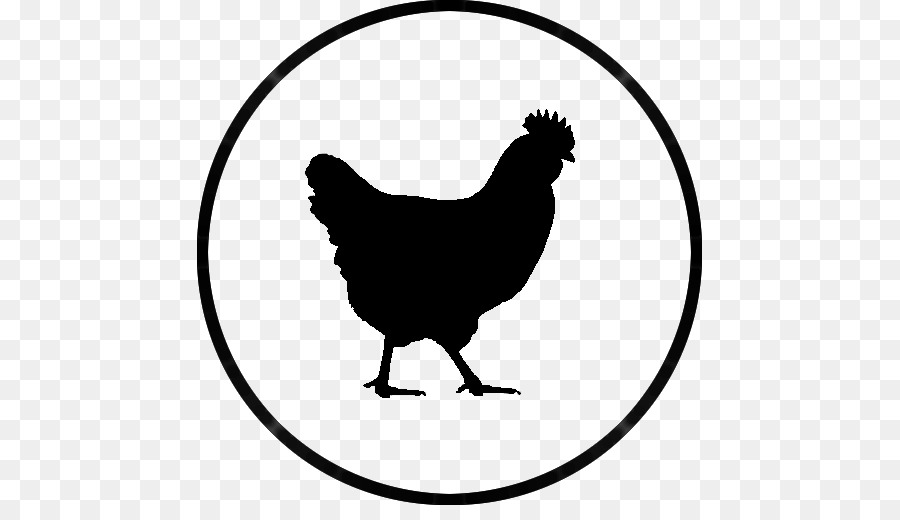 Đảo Rhode Đỏ Plymouth Rock gà con gà trống Gà Nướng gà - trang trại gà