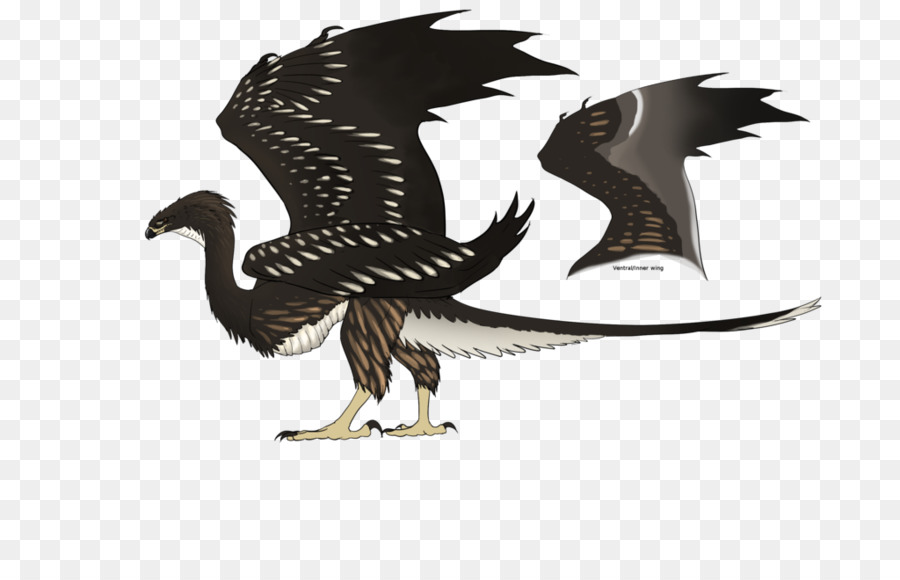 Bald Eagle Schnabel Dragon - Drachen