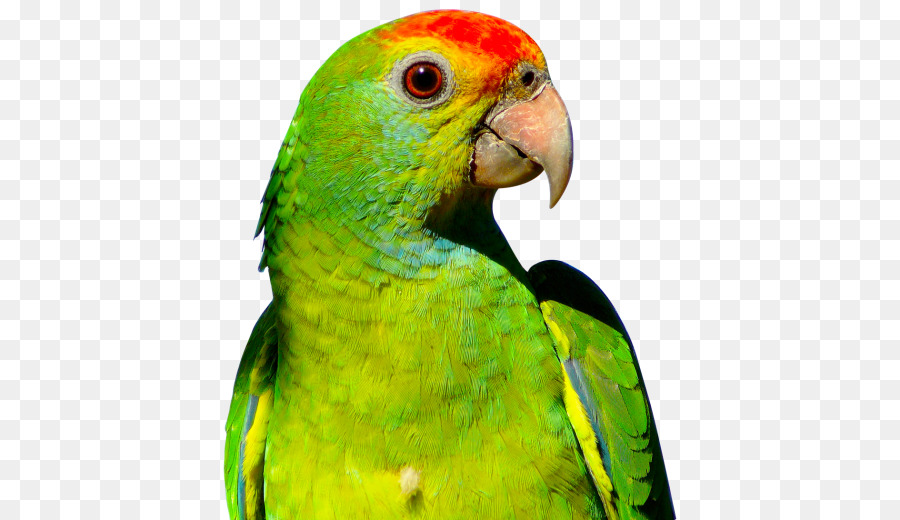 Papagei Wellensittich Vogel - Papagei