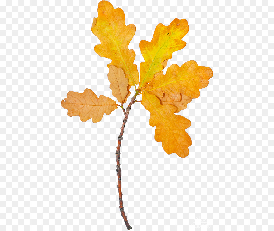 Herbst Blatt, Farbe, Herbst Blatt Farbe Clip art - Blatt