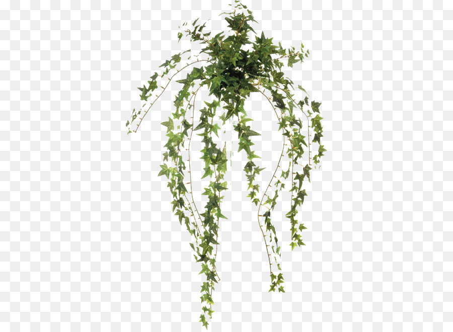 Blatt, Efeu Pflanze Vine Zweig - Moos