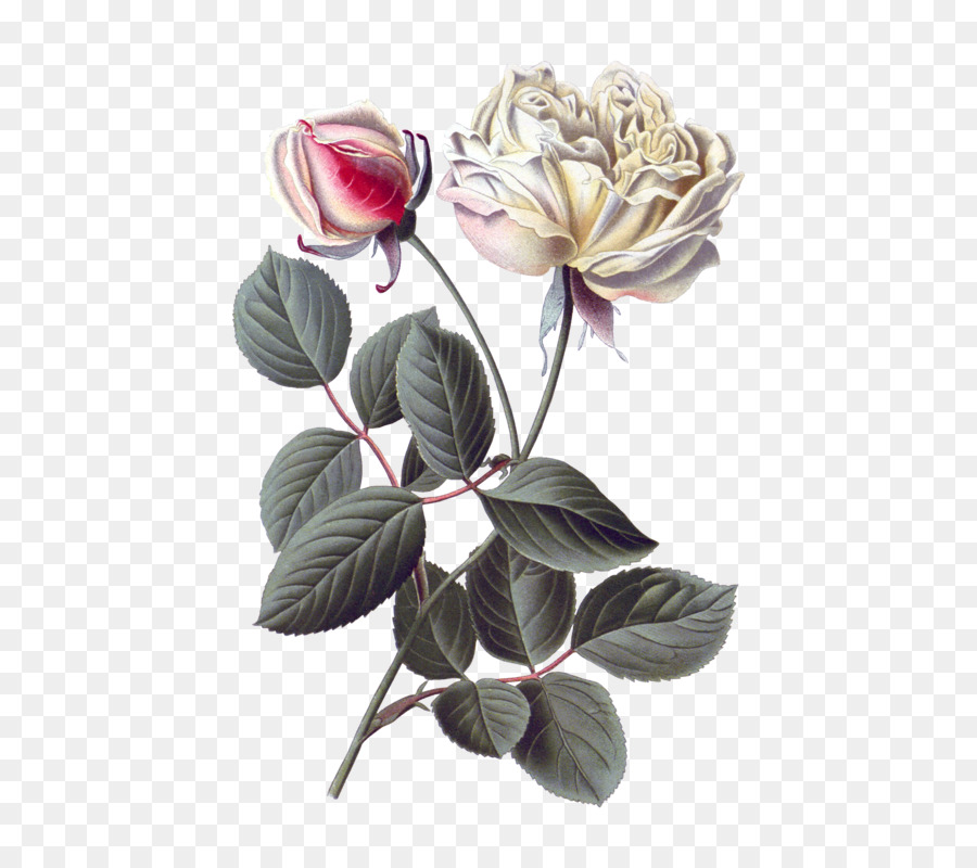 Hoa hồng trong vườn bắp Cải rose thực vật Học minh họa Thực vật Hoa - hoa