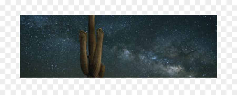 Saguaro Legno Cactaceae /m/083vt Raphoto - il cielo del deserto