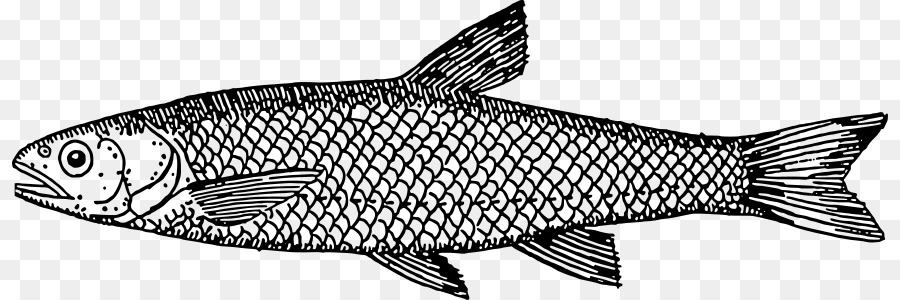 Pesce Bianca Menù Ristorante Cucina - gli animali acquatici