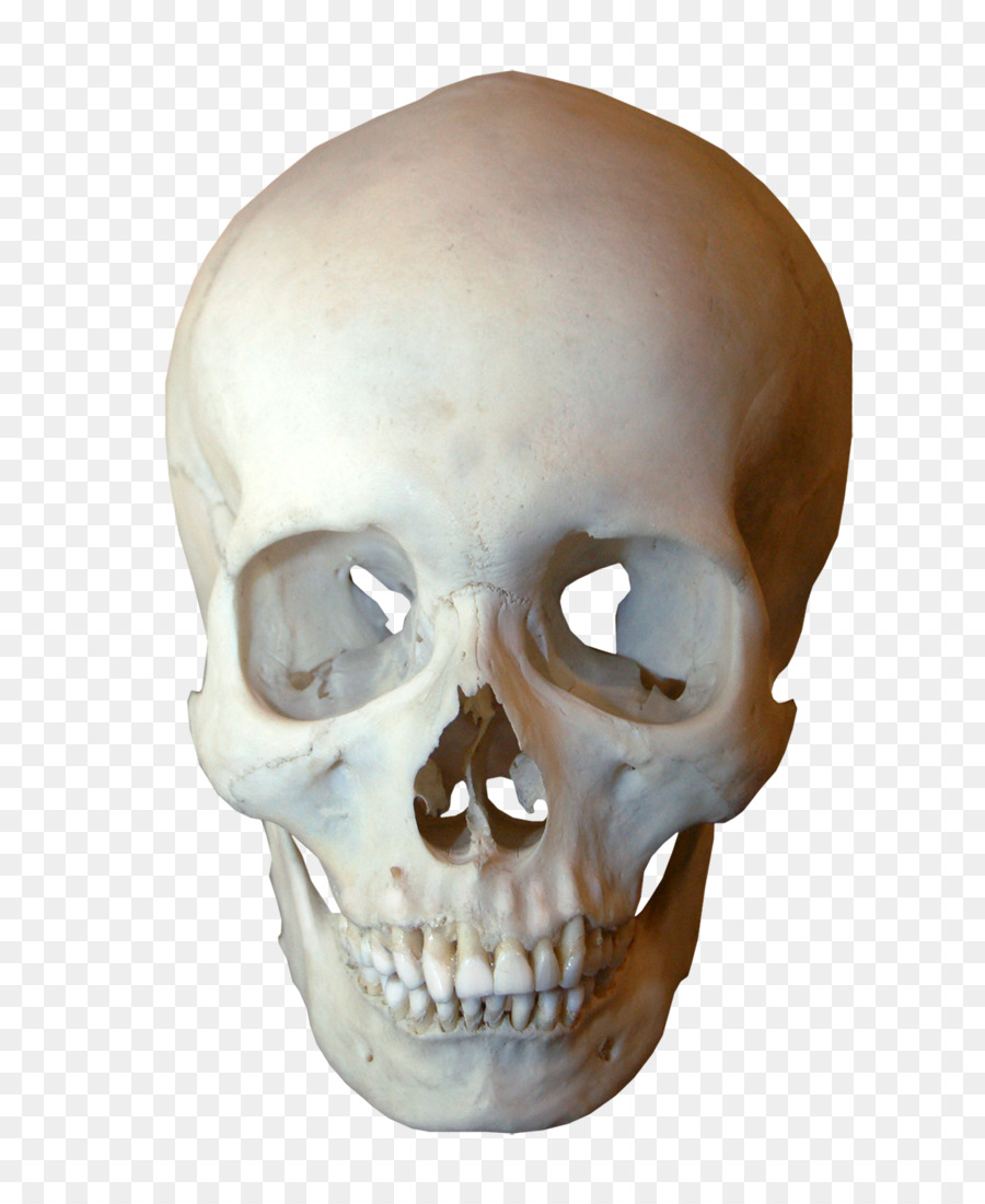Menschlicher Schädel, Symbolik des Menschlichen Skeletts Kiefer - Schädel