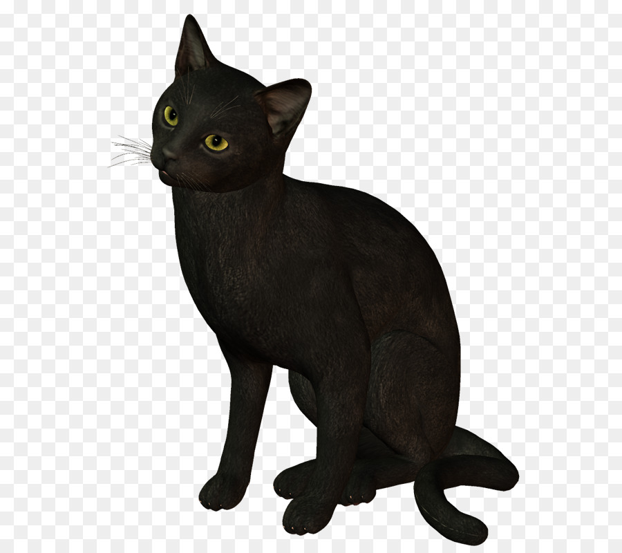 Gatto nero, gatto Birmano gatto Bombay Malese gatto Avana - mantenere hr