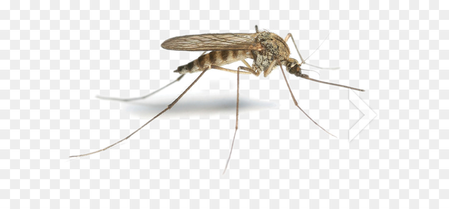 Fliegen, Mücken, Pest - Insekten